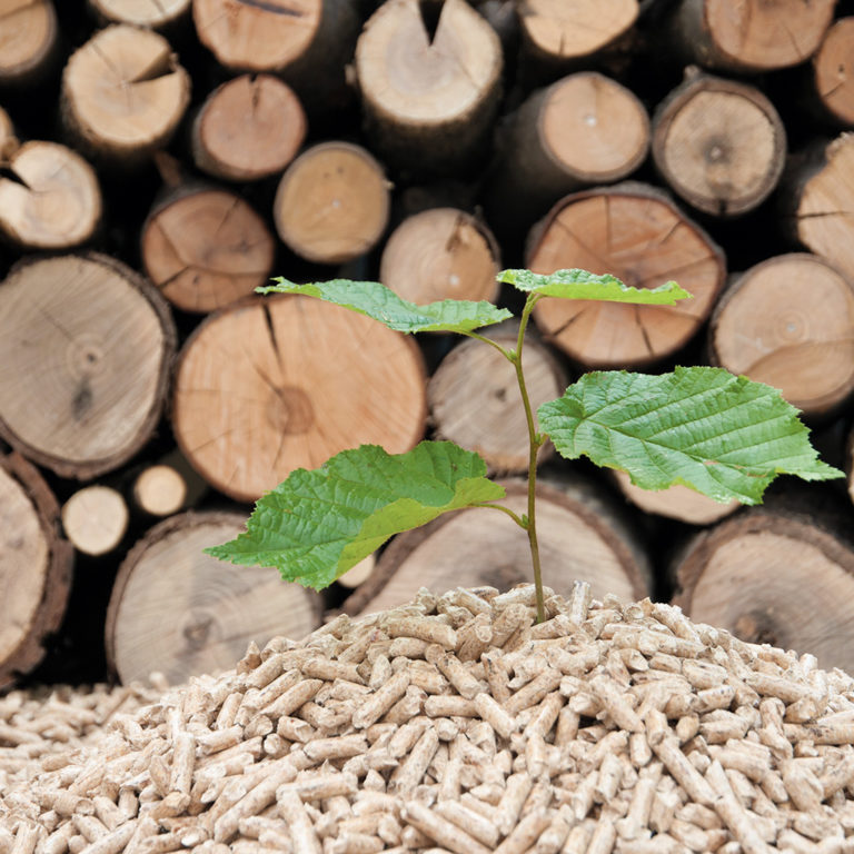 Die Holzheizung – umweltfreundlich oder nicht? Der Olymp Check.